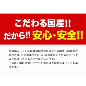 国産 レモン 訳あり 1.5kg 送料無料 国...の詳細画像5
