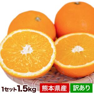 ネーブル オレンジ 送料無料 1.5kg 訳あり 国産 熊本県産 旬 みかん 果物 ２月中旬-３月上旬に発送予定（土日祝日除く）