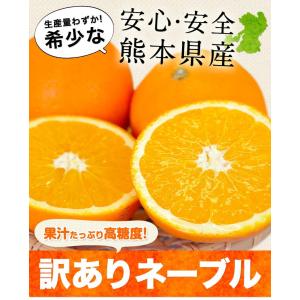 ネーブル オレンジ 送料無料 1.5kg 訳あ...の詳細画像1