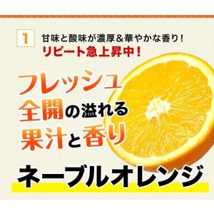 ネーブル オレンジ 送料無料 1.5kg 訳あ...の詳細画像2