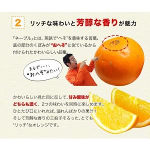 ネーブル オレンジ 送料無料 1.5kg 訳あ...の詳細画像3