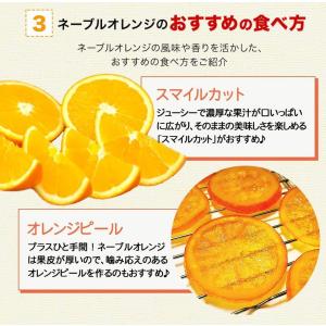 ネーブル オレンジ 送料無料 1.5kg 訳あ...の詳細画像4