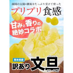 文旦 送料無料 熊本県産 1.5kg 訳あり ...の詳細画像1