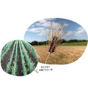 国産オーガニック 雑穀米500g 有機JAS ...の詳細画像5