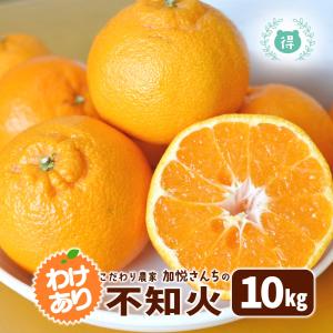 3月16〜17日発送予定 熊本県産 加悦さんちのちょっと訳あり不知火