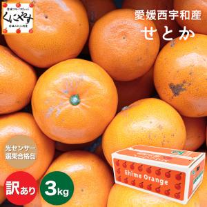 「訳ありせとか3」【送料無料】【光センサー選果品】【訳あり】愛媛産せとか 訳あり3キロ/究極の柑橘！みかんの大トロ｜kuniyasu-seika