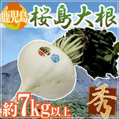 鹿児島 ”桜島大根” 秀品 約7kg以上【予約 1月以降】 送料無料