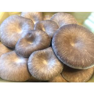 長野県 ホクト ”霜降りひらたけ” 約100g...の詳細画像4