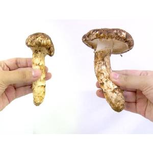 ”中国産 松茸” 3〜6本 約200g つぼみ...の詳細画像4
