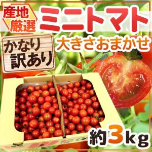 【緊急スポット】”ミニトマト” かなり訳あり 約3kg 大きさおまかせ プチトマト 茨城産/熊本産/北海道産など産地厳選【2週間以内の発送】｜kurashi-kaientai