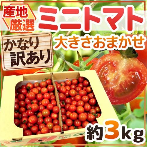 【緊急スポット】”ミニトマト” かなり訳あり 約3kg 大きさおまかせ プチトマト 茨城産/熊本産/...