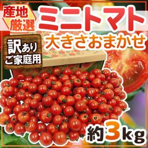 産地厳選 ”ミニトマト” 訳あり 約3kg 大きさおまかせ プチトマト 茨城産/熊本産/北海道産など【予約 入荷次第発送】 送料無料｜kurashi-kaientai