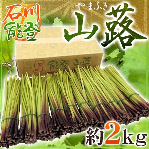 石川県 能登 ”山蕗” 約2kg やまぶき【予約 5月以降】 送料無料