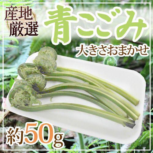 ”青こごみ（アオコゴミ）” 約50g 大きさおまかせ 山菜【予約 2月以降】