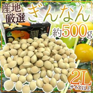 ”殻付き銀杏” 約500g 2Lサイズ以上 金兵衛・久寿（久治）藤九郎・栄神などの中から旬の品種をお届け！産地厳選【予約 10月以降】