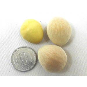 ”殻付き銀杏” 約500g 2Lサイズ以上 金...の詳細画像4