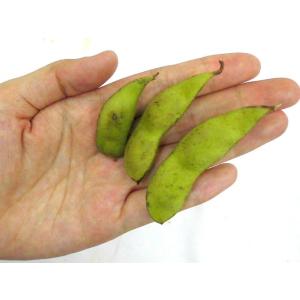 京都・丹波の黒豆 ”夏ずきん” 秀品 約180...の詳細画像3