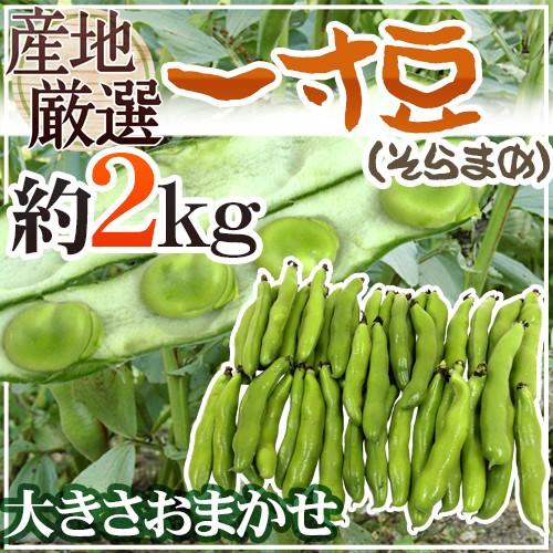 九州・和歌山産他 ”一寸豆（そら豆）” 約2kg 大きさおまかせ【予約 12月以降】 送料無料