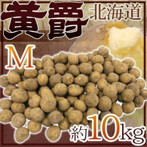 北海道 北見産 じゃがいも ”黄爵” 秀品 Mサイズ 約10kg 男爵芋【予約 8月末以降】 送料無料