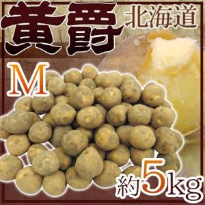 北海道 北見産じゃがいも ”黄爵” 秀品 Mサイズ 約5kg
