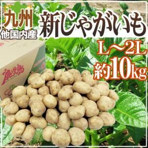 ながさき黄金（M〜Lサイズ混）10Kg 北海道産 じゃがいも 出荷時期 10