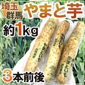 群馬・埼玉 ”やまと芋” 約1kg 3本前後 やまといも/山芋/長芋 送料無料