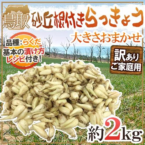 土らっきょう 鳥取産 ”砂丘らっきょう” 訳あり 約2kg 大きさおまかせ【予約 5月末以降】 送料...