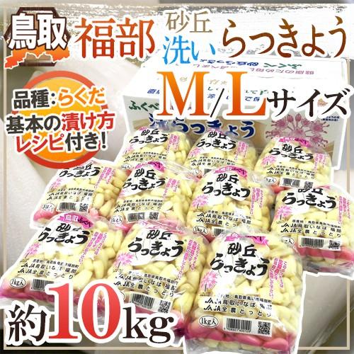 洗いらっきょう 鳥取 JAいなば 福部産 ”砂丘らっきょう” M/Lサイズ 約10kg【予約 6月中...