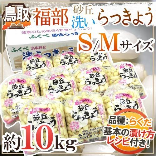 洗いらっきょう 鳥取 JAいなば 福部産 ”砂丘らっきょう” S/Mサイズ 約10kg【予約 6月中...