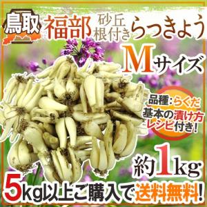 土らっきょう ”鹿児島産 砂丘らっきょう” 秀品 Mサイズ 約1kg《10キロ