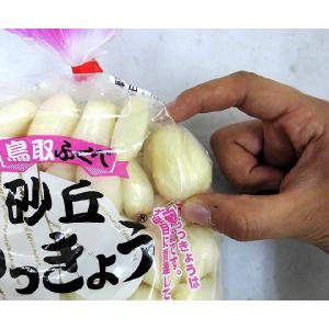洗いらっきょう 鳥取 JAいなば 福部産 ”砂...の詳細画像2