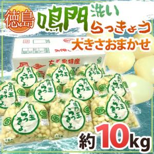 らっきょ 徳島 鳴門産 ”洗いらっきょう” 秀品 S/Mサイズ 約10kg【予約 5月下旬