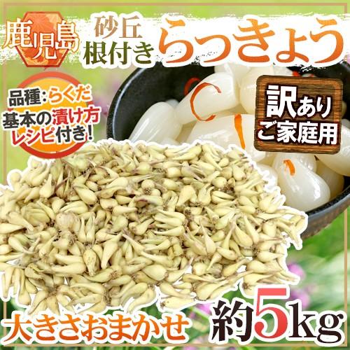 土らっきょう 鹿児島産 ”砂丘らっきょう” 訳あり 約5kg 大きさおまかせ【予約 5月末以降】 送...