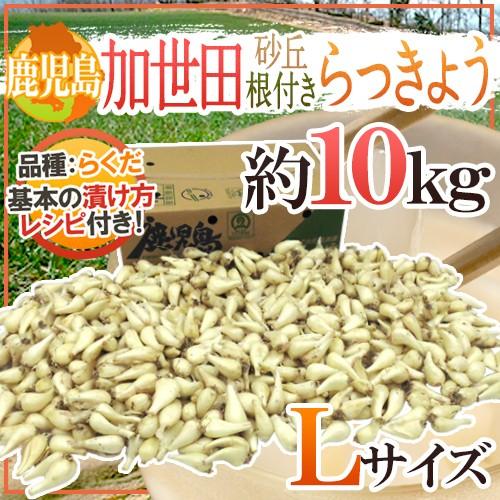 土らっきょう 鹿児島 加世田産 ”砂丘らっきょう” 秀品 Lサイズ 約10kg【予約 5月中下旬以降...