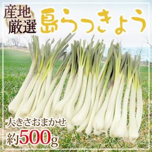 沖縄・鹿児島・産地厳選 ”島らっきょう” 大きさおまかせ 約500g【予約 入荷次第発送】