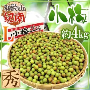 紀州・和歌山産 ”JA紀南 小梅” 秀品 L 約4kg【予約 5月中旬以降】 送料無料