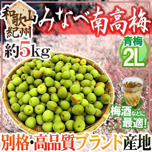 紀州・和歌山産 ”みなべ南高梅 青梅” 2L 約5kg【予約 5月中旬以降】 送料無料