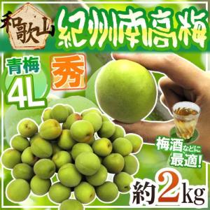 紀州・和歌山産 南高梅 青梅” 秀品 2L〜3L 約5kg【予約 5月中旬以降 