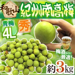 ”紀州・和歌山産 南高梅 青梅” 秀品 4L 約3kg【予約 5月中旬以降】 送料無料