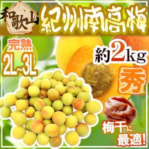 紀州・和歌山産 ”南高梅 完熟” 秀品 2L〜3L 約2kg【予約 6月以降】 送料無料｜くらし快援隊