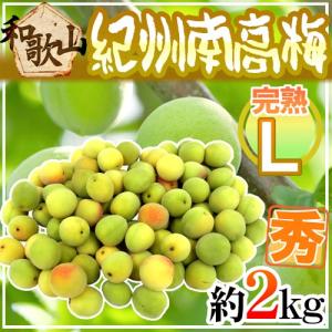 完熟 ”紀州・和歌山産 南高梅” 秀品 2Lサイズ 約1kg《10キロ購入で送料