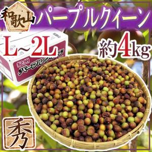紀州・和歌山産 ”JA紀南 パープルクイーン” 秀品 L〜2L 約4kg 小梅【予約 5月下旬以降】 送料無料