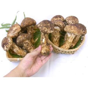 ”中国産 松茸” 約1kg 原体・ほんのちょっ...の詳細画像1