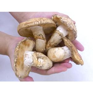カナダ・北米産 ”松茸” 開き 2〜6本 約2...の詳細画像2