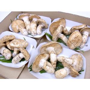 カナダ・北米産 ”松茸” 開き 2〜6本 約2...の詳細画像5