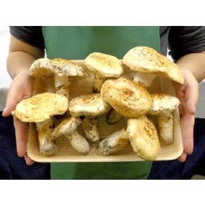 カナダ・北米産 ”松茸” 約500g 開き 大...の詳細画像1