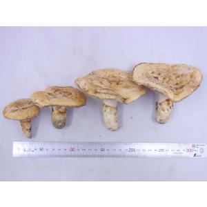 カナダ・北米産 ”松茸” 約500g 開き 大...の詳細画像4