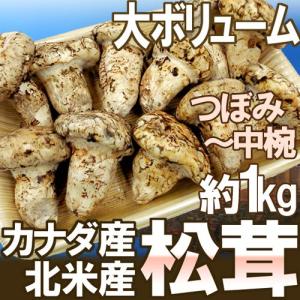 カナダ・北米産 ”松茸” 約1kg つぼみ〜中椀 大きさおまかせ【予約 9月中下旬以降】 送料無料