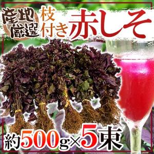 国内産 ”赤しそ” 約2.5kg 根つき 産地厳選 赤紫蘇【予約 5月下旬以降】