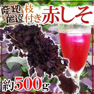 国内産 ”赤しそ” 1束 約500g 根つき 産地厳選 赤紫蘇